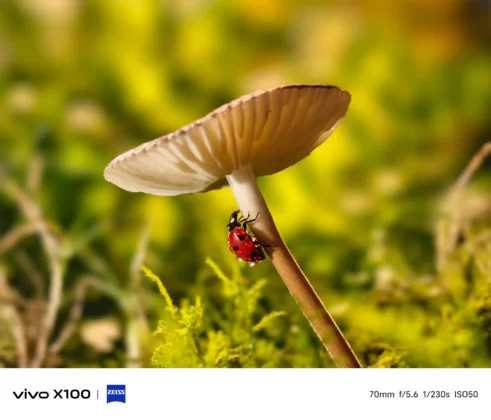 Discover the enhanced sunset photography in the latest vivo X100 color variant