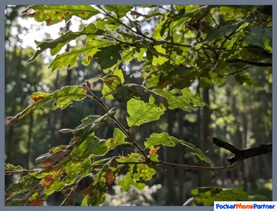 Guide to Google's Ultra HDR Taking Photography to the Next Level